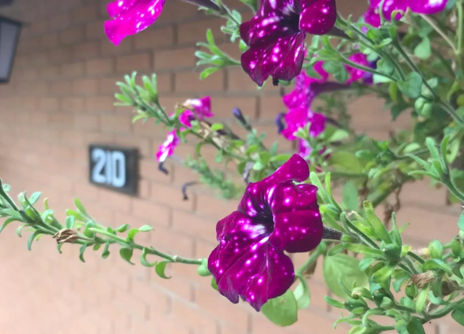 Aconchego Serpa Campos do Jordao Homestay